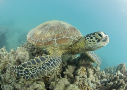 Green turtle. Lowe islands. D200, 10.5mm. by Derek Haslam 